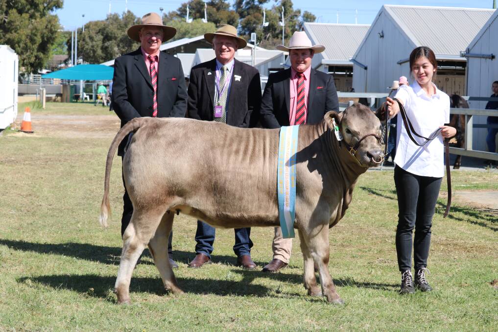 Murdoch University first year vet student Yuna Cheong, Singapore, paraded its reserve champion lightweight, this 371kg Limousin-Murray Grey cross heifer with sponsor Elders representatives Michael Longford (left), Deane Allen and Pearce Watling.