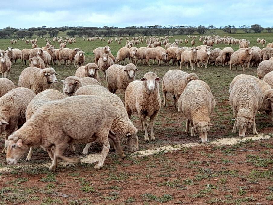 Based near Perenjori and operating since 2021, Weelhamby has broken away from traditional sheep farming to demonstrate the viability of carbon farming in a low rainfall zone.
