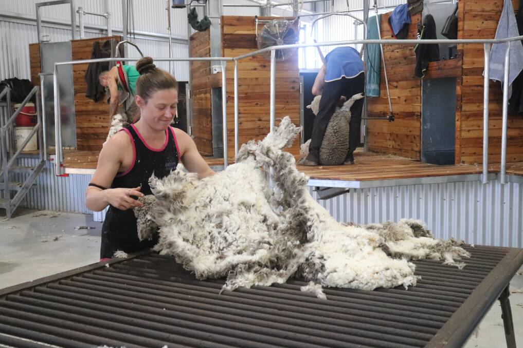 Wool classer Ellen Chennell, Pingelly, tosses a fleece on the table to skirt it.