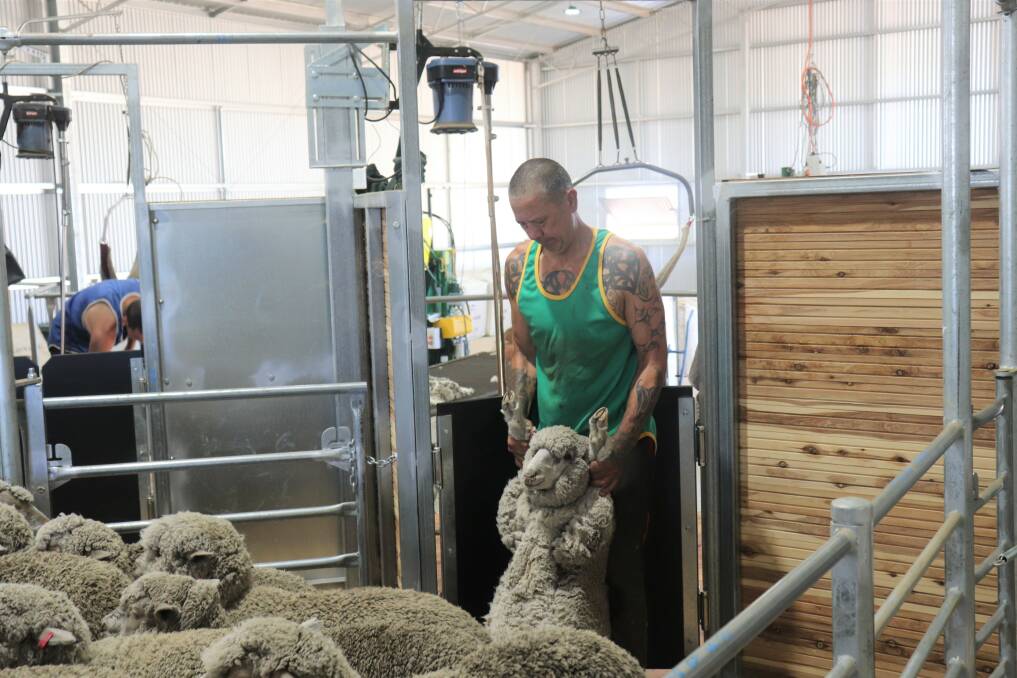 Shearer Arthur Smith, Perth, grabs another weaner in the new shearing shed.