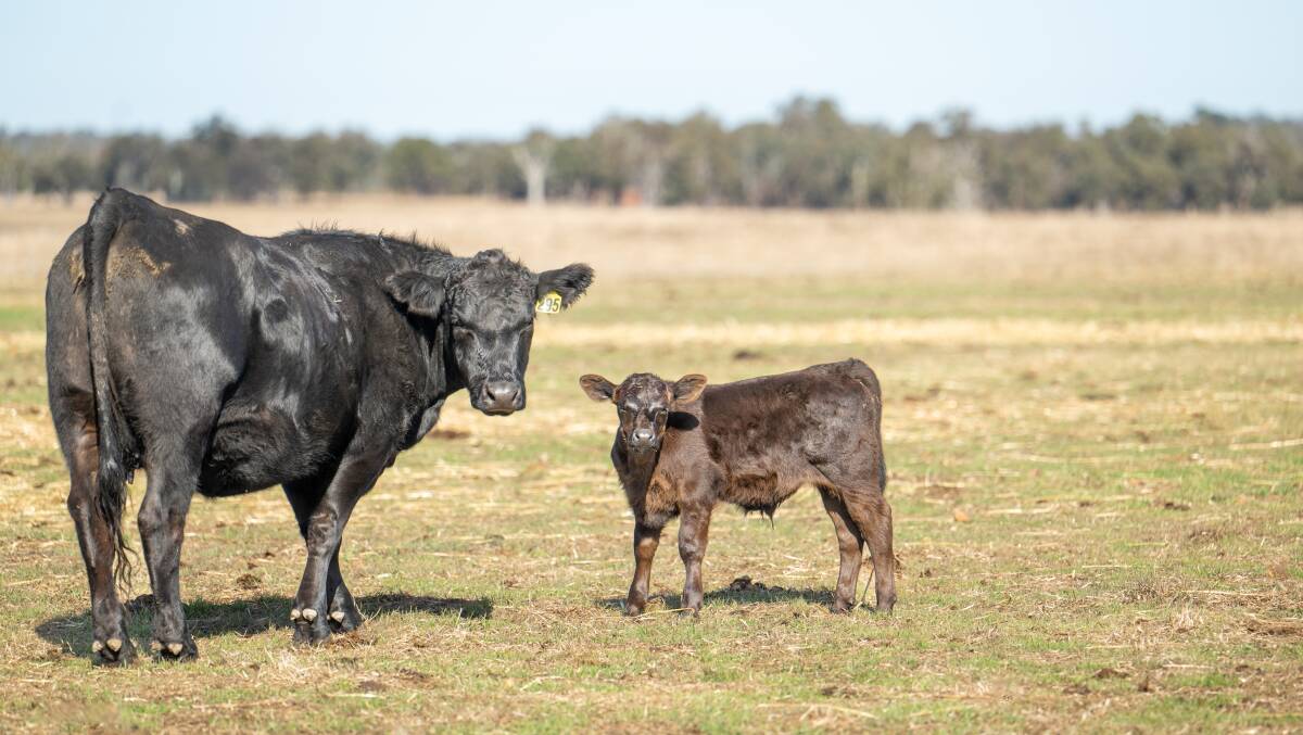From what started out as an Angus steer finishing set-up 10 years ago, soon turned into a breeding program and now, seven years on, after breeding and expanding herd numbers, the cattle team manage 850 breeders, which are heavily based on Coonamble bloodlines.