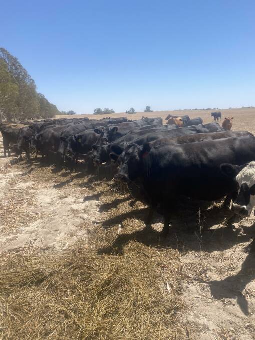 Although the initial purchase of Rudd Family Farms wasnt specifically for prime cattle production, the Rudd family can now vouch that producing Angus cattle for the WA beef market was a wise choice, and have re-seeded their properties with perennial grasses to provide an extra feed source through the summer months.