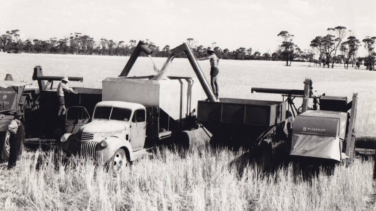 Wongan Hills harvest in 1950.