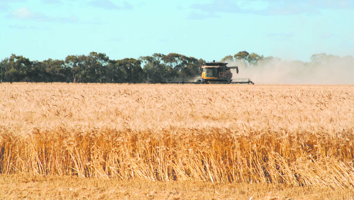 Much needed rain last month has delivered an optimistic forecast of 18 million tonnes this harvest.