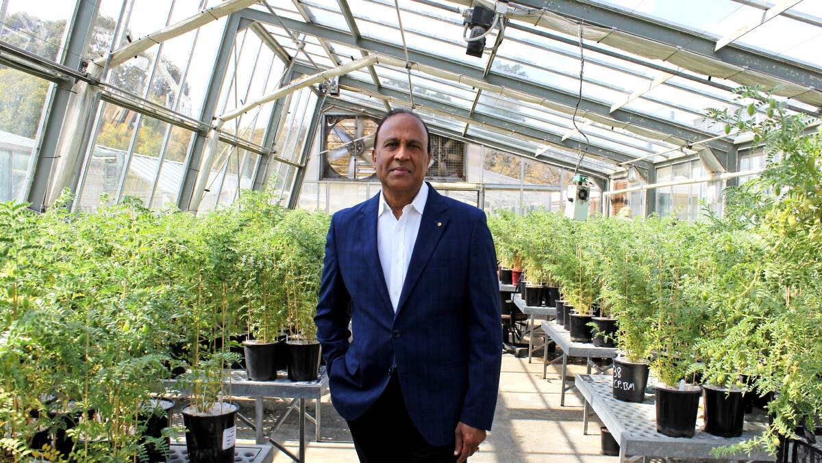 Professor Kadambot Siddique, recipient of the Scientist of the Year in the Premiers Science Awards, in a chickpea glasshouse  which were the subject of his PhD and has been a focus of his research career.