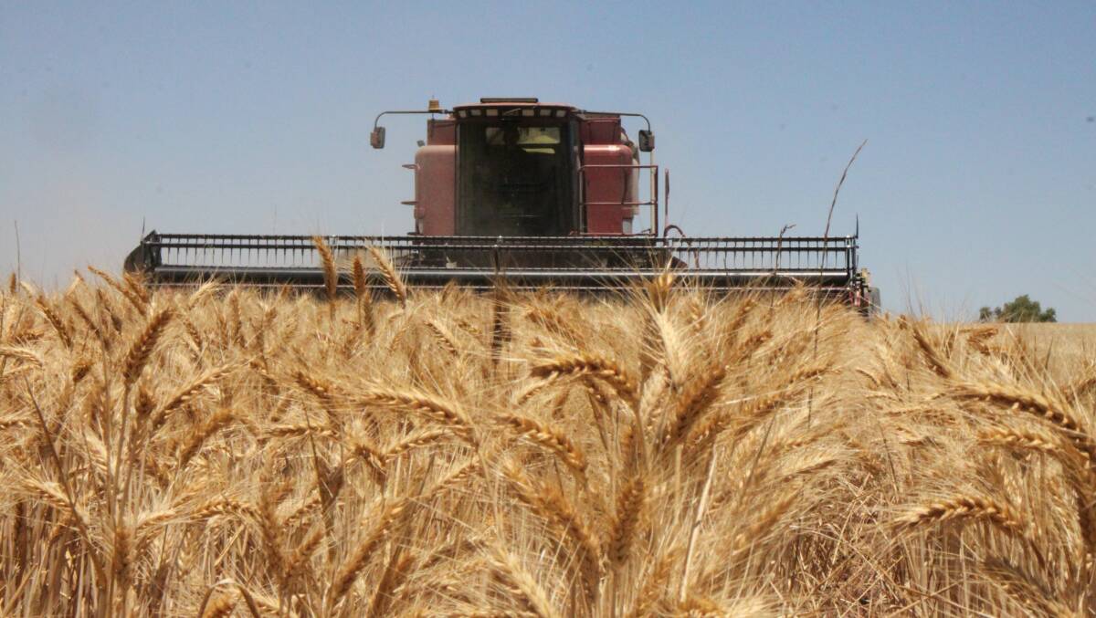 Surpassing the 2021/22 receival total of 21.3 million tonnes of grain into the network, growers across the State delivered a record 22.7 million tonnes.