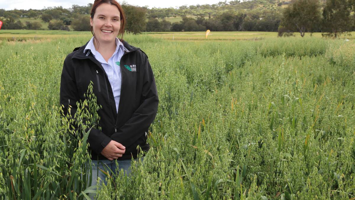 National Variety Trials (NVT) manager (west) Isabelle Rogers manages the largest geographic area for the Grains Research and Development Corporations NVT, which includes 30 oat trials.