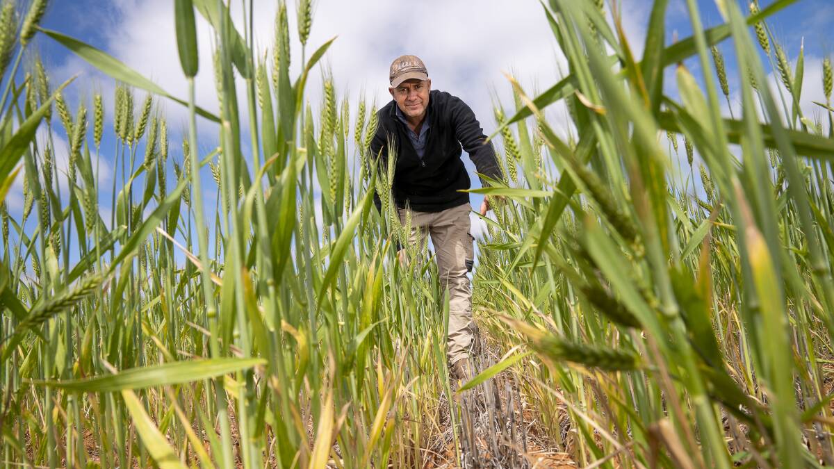 Nick Gillett, grower from Bencubbin with his N carryover trial. He is excited to join the GRDC Western Region Panel. Photo: Evan Collis/GRDC.