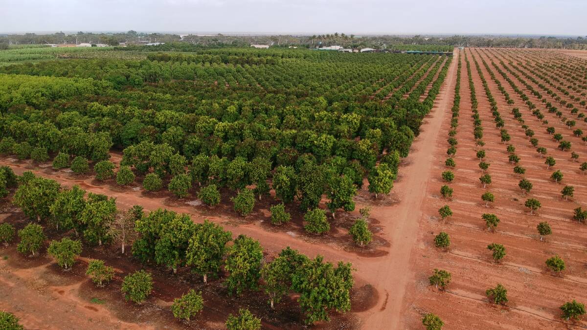 The new acquired plantation is one of only two in the Carnarvon Horticulture District licensed to grow the Honey Gold variety.