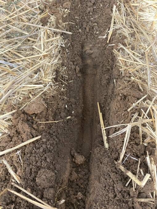 Julian McGills soil profile on Monday morning after 26mm of rain on Saturday, has him optimistic for seeding this year.