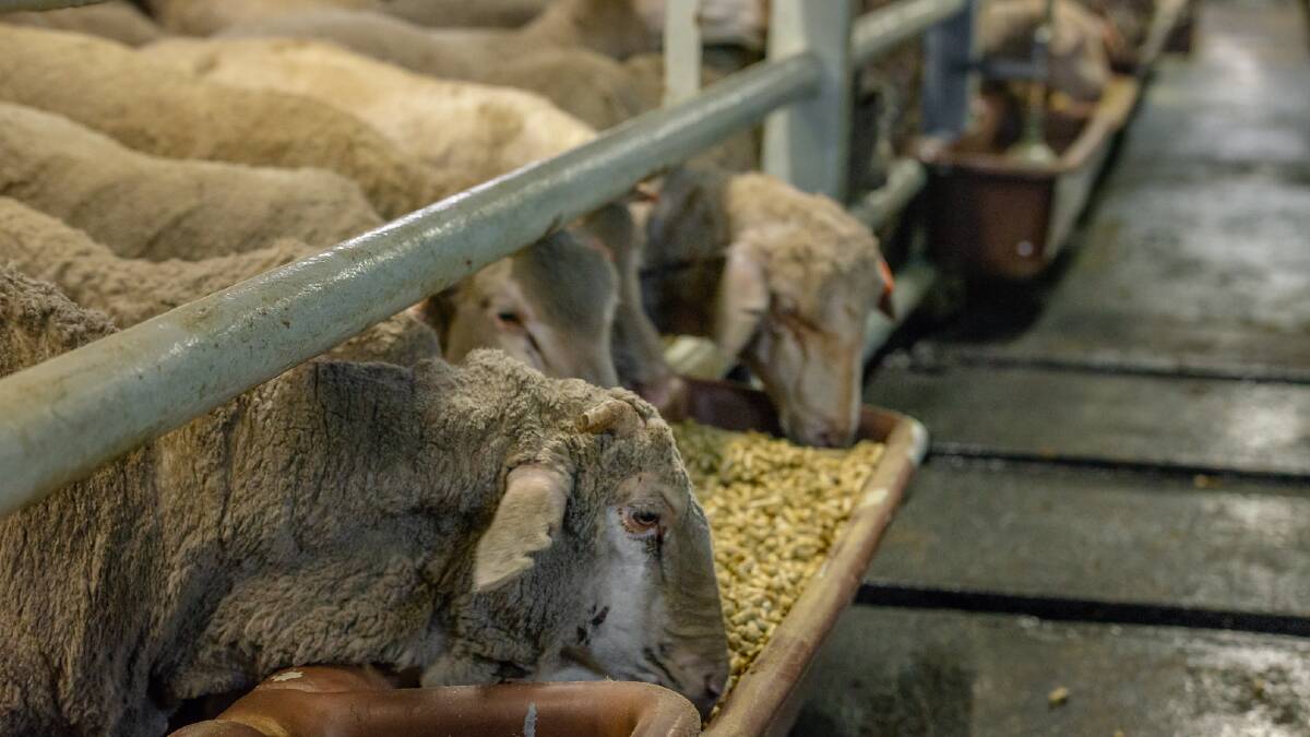 Australia's live export industry exceeds international animal welfare standards at every stage of the supply chain.
Photo: The Livestock Collective