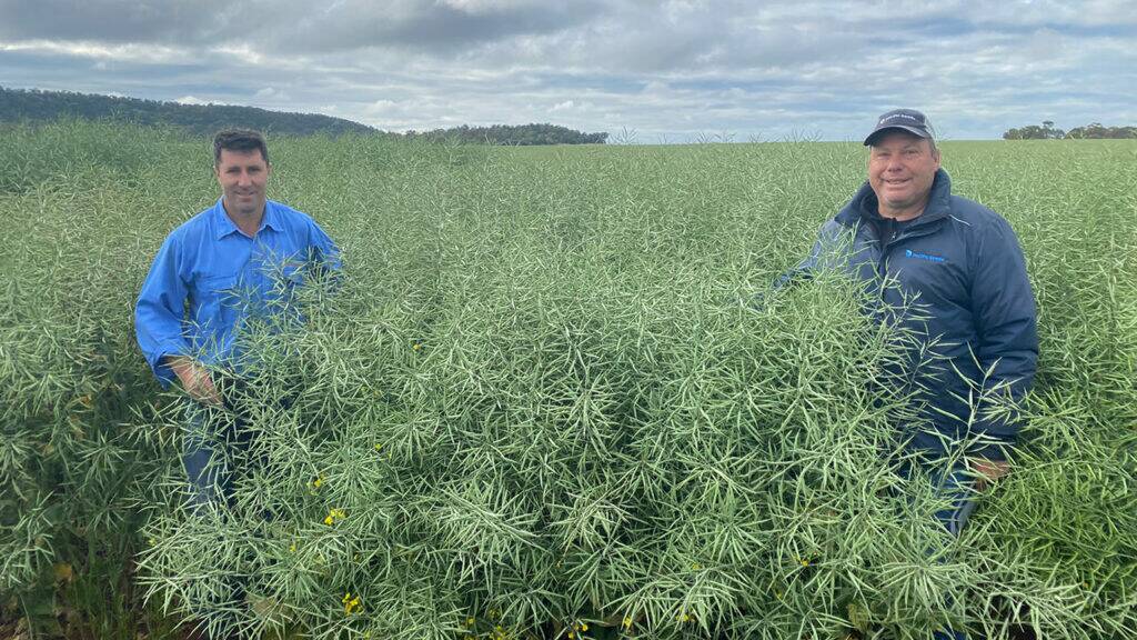 AgGrow Agronomy and Research director Barry Haskins (left), Griffith, New South Wales and Pacific Seeds national canola technical manager Justin Kudnig, said they were impressed by the performance of the new hybrid Hyola Continuum CL which yielded 5.625 tonnes per hectare in 2022 AgGrow research canola trials.