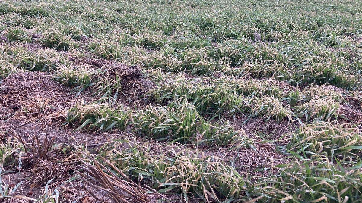 Frost damage on Ash Gray's farm saw lupins twisted and snapped and cereals look burnt off on lighter country. Photo: Ash Gray.