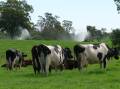 Dairy UP researchers have created a world-first database to gain insights into why some cows have longer, more productive lives in the herd than others. Picture supplied