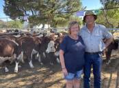 Jackie and Kelvin Pendergast, Pendarra, Benambra, sold 65 Hereford mixed-sex calves, 10-11 months, at Benambra’s Mountain Calf Sale.