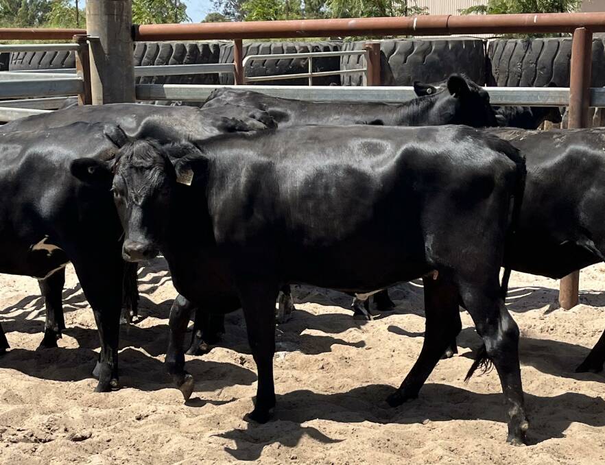 The Haddon family, NL & E Haddon, Yoongi Downs, Busselton, will also be a significant supplier in the feature section of the sale with an offering of 30 Angus-Friesian heifers.