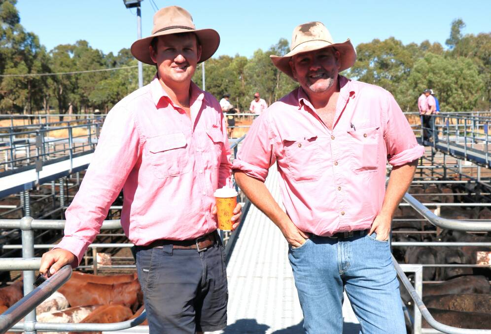 Elders Boyanup representative Alex Roberts (left) and Elders, Pemberton/Manjimup representative Brad McDonnell before the sale where they both bought several pens for clients.