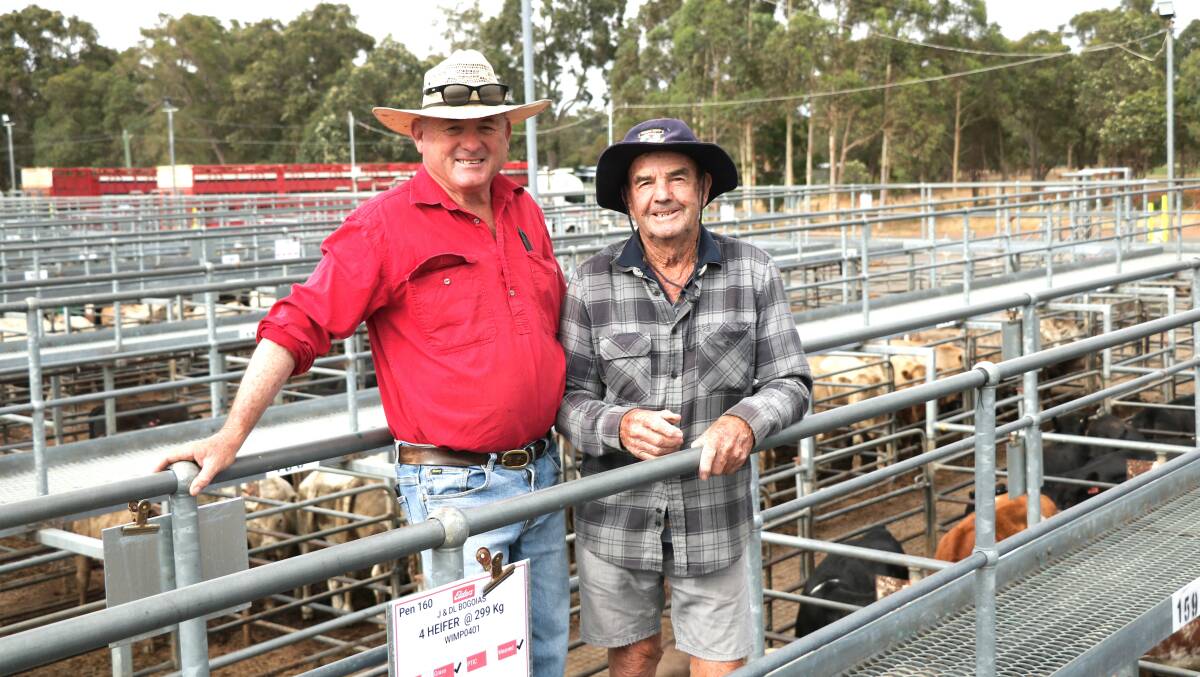 Elders yardman, Peter Foster, Crooked Brook, before the weaner sale with Don Kamman, Manjimup. Mr Kamman had his agent operating for him at the sale.