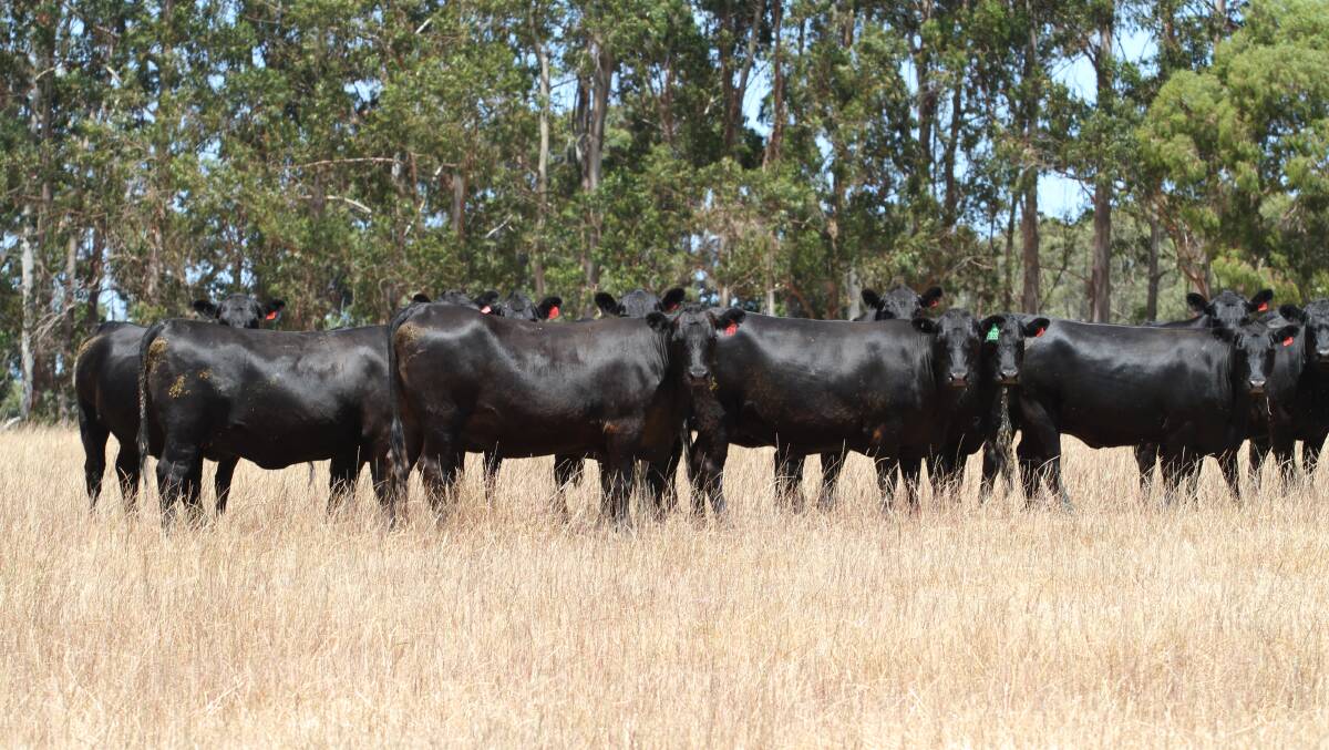 The Watt family, GJ & J Watt, Cowaramup, will present a total draft of 83 rising PTIC two-year-old Angus heifers at the Elders Special Beef Female Sale at Boyanup on Friday, January 12. The Watts draft consists of 35 syncro AI mated Angus heifers to calve for 20 days from February 24 to Chiltern Park Moe M6 and 48 Angus heifers with an eight week calving period from March 7 to Blackrock Angus bulls.