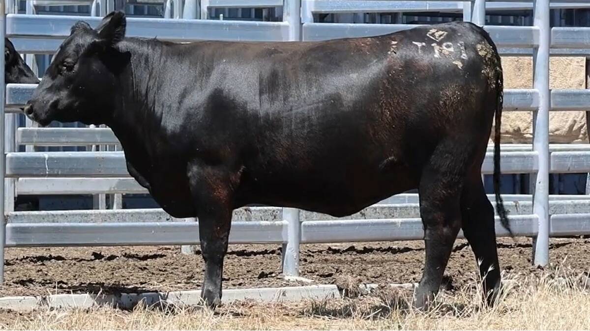Prices hit a high of $5250 for this heifer by Millah Murrah Quixote in the Gandy Angus PTIC heifer sale held on AuctionsPlus last week. The heifers was purchased by a Manjimup-based commercial breeder.
