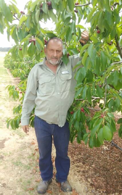 Louis Vellios has been producing cherries at his five hectare Manjimup property, Hillview Orchards, for the past 18 years.