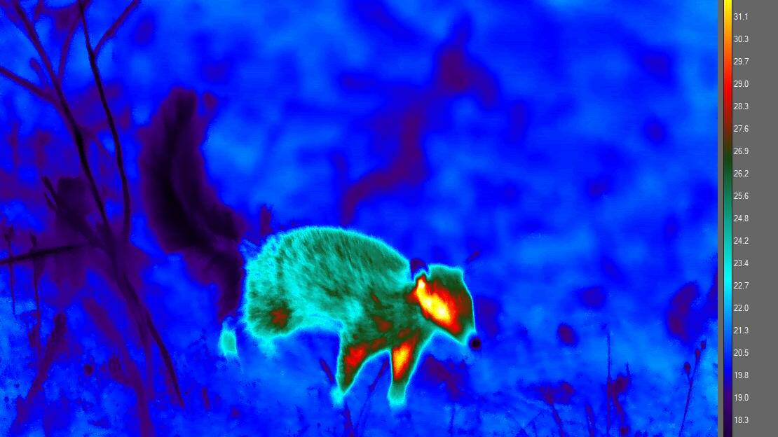 Thermal vision of a numbat being observed during the study while foraging/being active during the day.