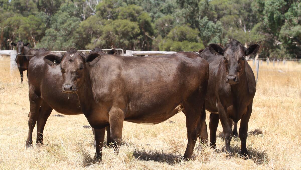 Uduc Brook Farms, Harvey, will offer 40 owner-bred Murray Grey-Friesian heifers aged 16-20 months