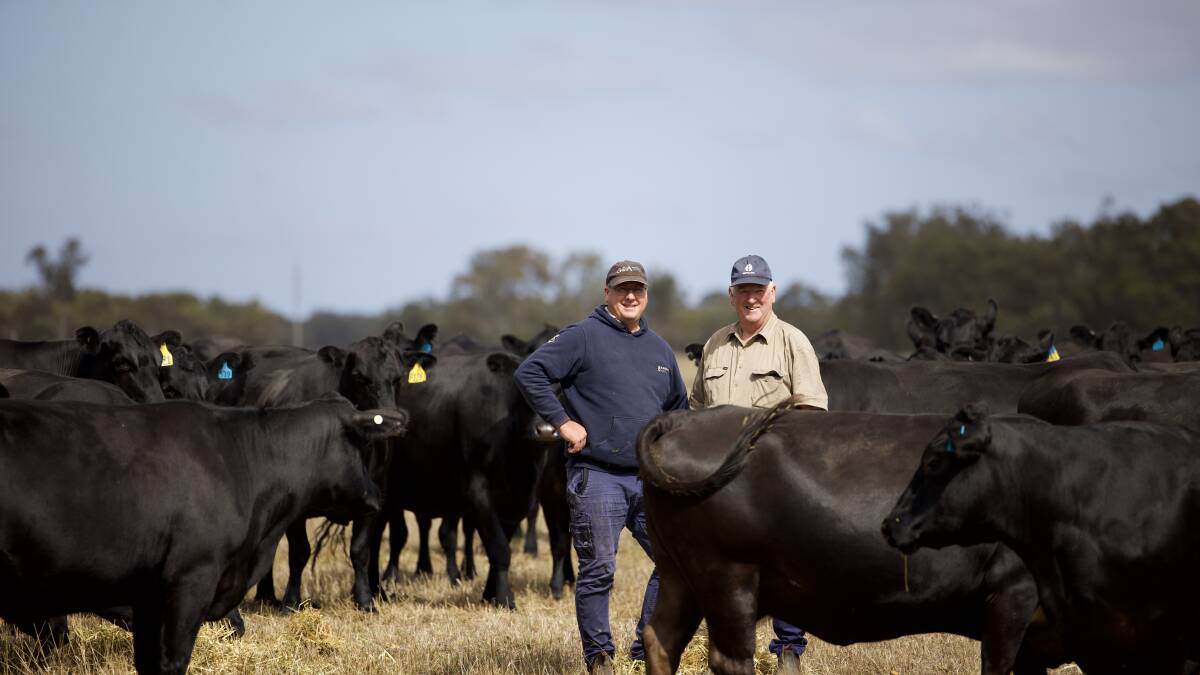 Ken Ravenhill (left) and his father Graham, with some of the Ravenhills beef cattle at their 1825 hectare property, Moonaralla, at Narrikup.