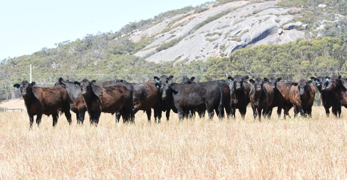 The Carroll family, Rayview Park, Albany, will offer 300 steers based on predominantly Coonamble bloodlines, but they will also offer a run of steers by Arkle Paratrooper bulls.