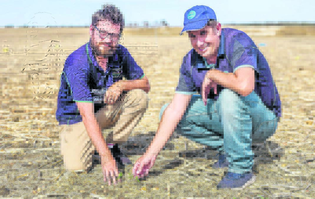 Stirlings to Coast Farmers research and development co-ordinator Dan Fay (left) and CSIRO Farming Systems senior scientist Dr Andrew Fletcher, examine the summer legume trial at Perillup. The trial is underway as part of the WA Agricultural Research Collaborations new N-ABLE project.