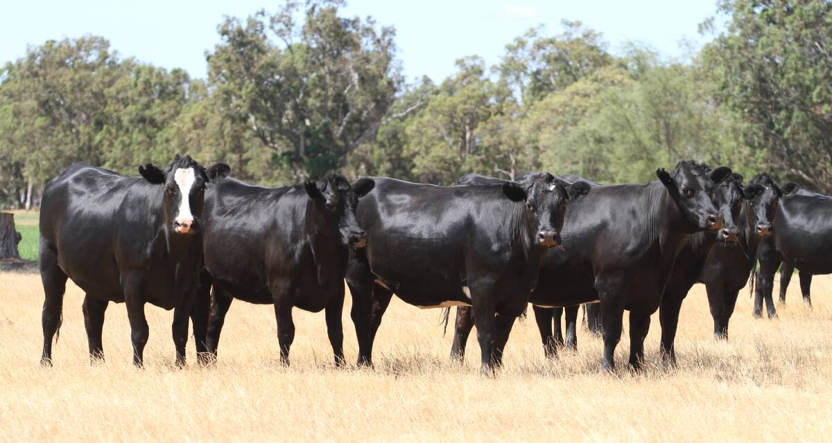 Some of the 15 owner-bred Angus-Friesian heifers aged 16-18 months to be offered by FE & PA Parravicini, Cookanup.