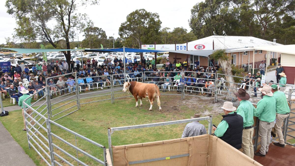 The 2024 Great Southern Blue Ribbon All Breeds Bull Sale at Mt Barker on Tuesday, January 16, will be the first bull sale for the new year. In the sale 59 bulls representing five breeds from seven vendors will go under the Nutrien Livestock hammer.