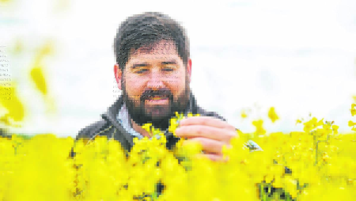 Nuseed WA market development manager Michael Hickey inspecting canola. He says the TruFlex hybrid variety, Hunter TF, has demonstrated excellent vigour and a compact growth habit, allowing good harvestability and with improved pod shatter tolerance.