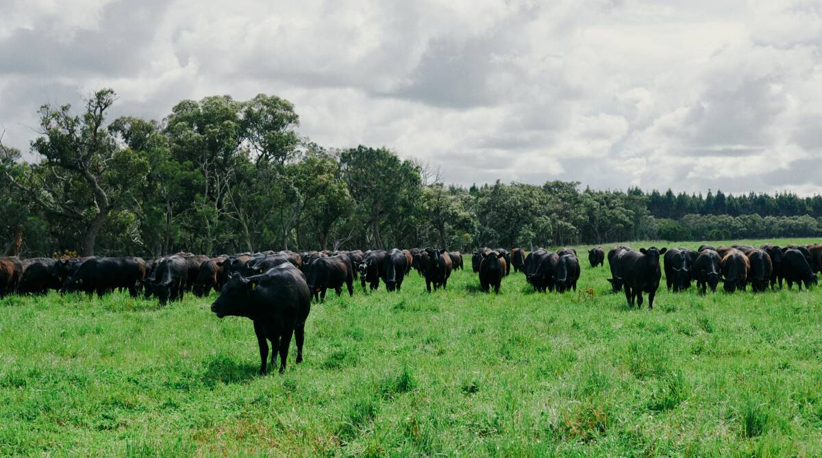 The Rochester family makes a conscious effort to keep paddock sizes five hectares or smaller, and rotate the cattle every one to two days. Photo by Hypnosis for Dirty Clean Food.