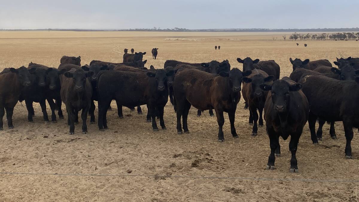 Regular vendors, the Bairstow family, Arizona Farms, Lake Grace, will offer the largest draft when they front up with 500 steers. The March/April/May-drop steers are based almost on pure Coonamble Angus bloodlines.