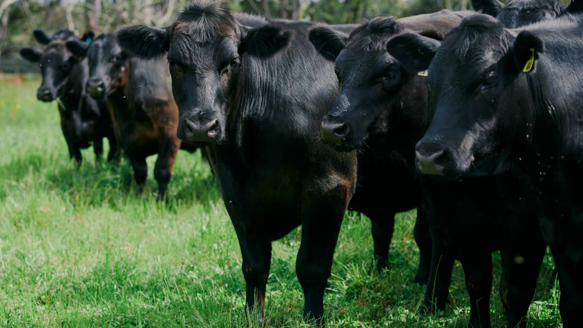 The family sources predominantly Angus weaners and yearlings from producers along the South Coast and the Southern Forests region to supply the grassfed market all year round to Dirty Clean Food and Coles. Photo by Hypnosis for Dirty Clean Food.