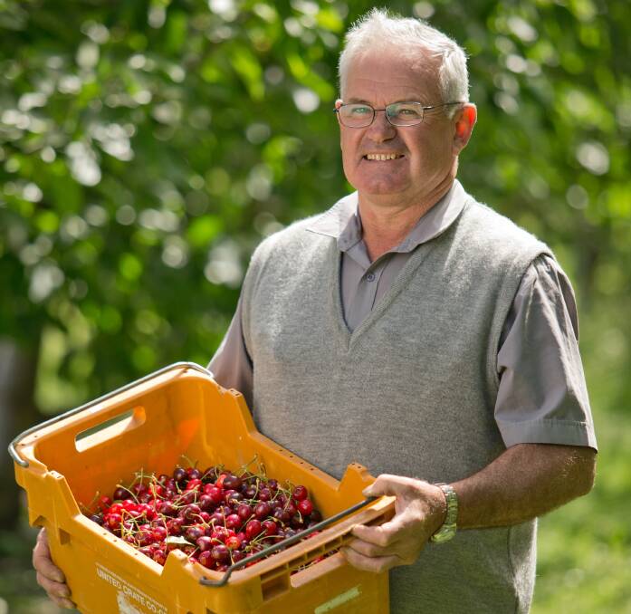 Long-time cherry grower George Grozotis, Cherry Land Fields, Manjimup, had an excellent warm spell in late November and early December which finished his fruit off beautifully.

