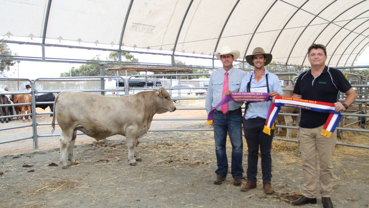 The grand champion unled exhibit at the Commonwealth Bank Cattle Expo at this years Wagin Woolorama was exhibited by the Wise familys Southend Murray Grey stud, Katanning. With the champion unled bull Southend Uptown U119 were judge Kevin Yost (left), Liberty Charolais & Shorthorn studs, Toodyay, Southend stud principal Kurt Wise and sponsor Brent Hope, Unigrain.