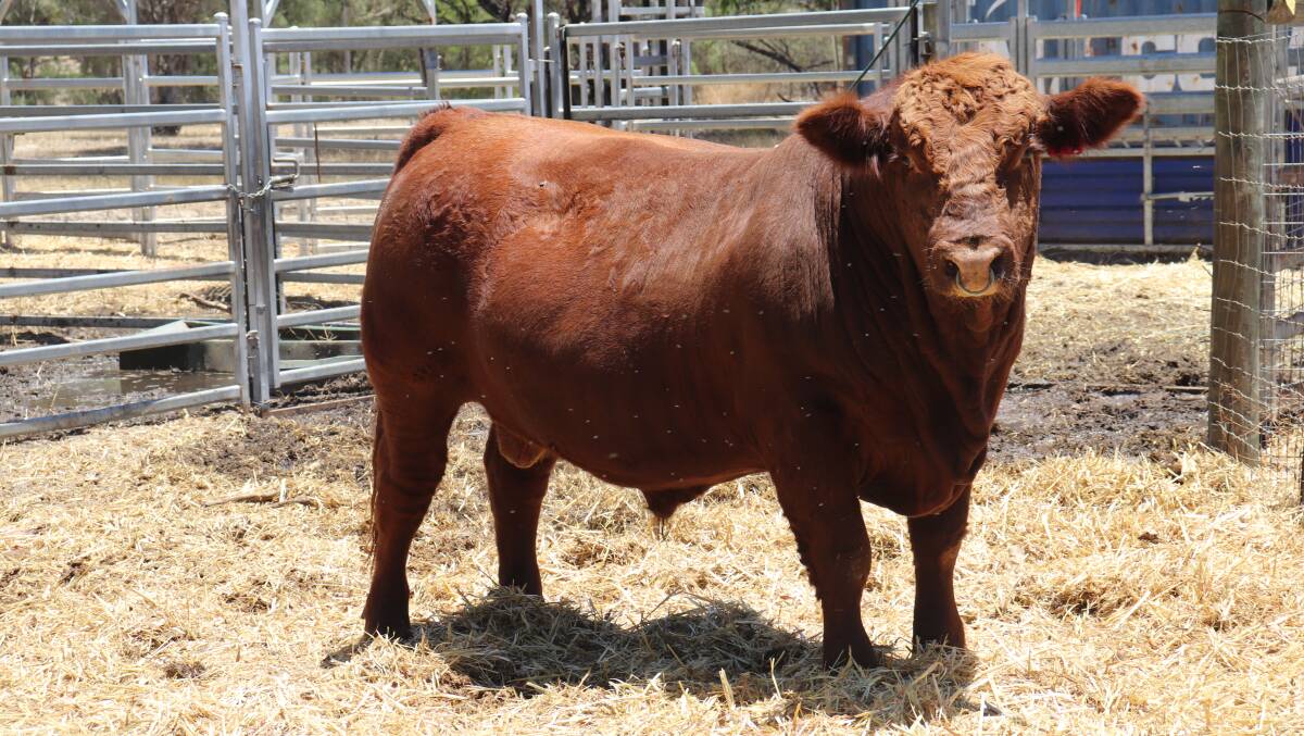 This red Simmental bull will be on the Market at the Gingin bull sale, as he is well suited to the northern climate. He is the brother of the top selling bull of the 2022 Simmental National sale. 