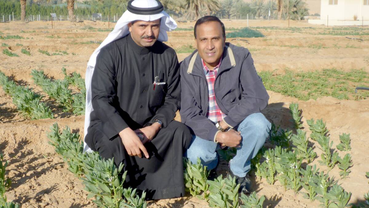 King Saud University professor Salem S. Alghamdi (left) and professor Kadambot Siddique with faba bean crops during a visit to Saudi Arabia in 2011.