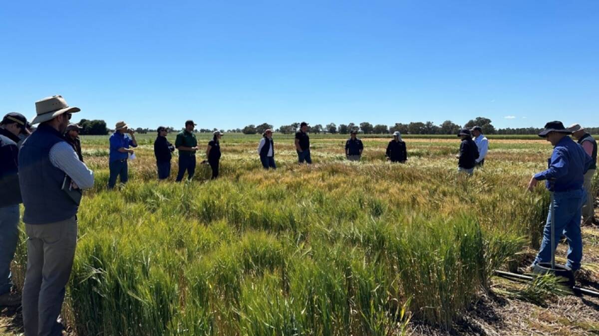 During a Wagga Wagga field day, NSW DPI researchers gave an overview of the new Septoria projects and led a discussion on variety resistance levels and their impact on disease development. Photo by Andrew Milgate by NSW DPI. 
