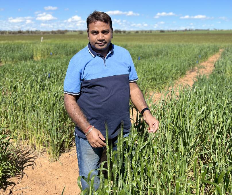 Professor Rajeev Varshney from Murdoch Universitys Centre for Crop and Food Innovation and the WA State Agricultural Biotechnology Centre is co-ordinating the International Wheat Congress being held in Perth in September.