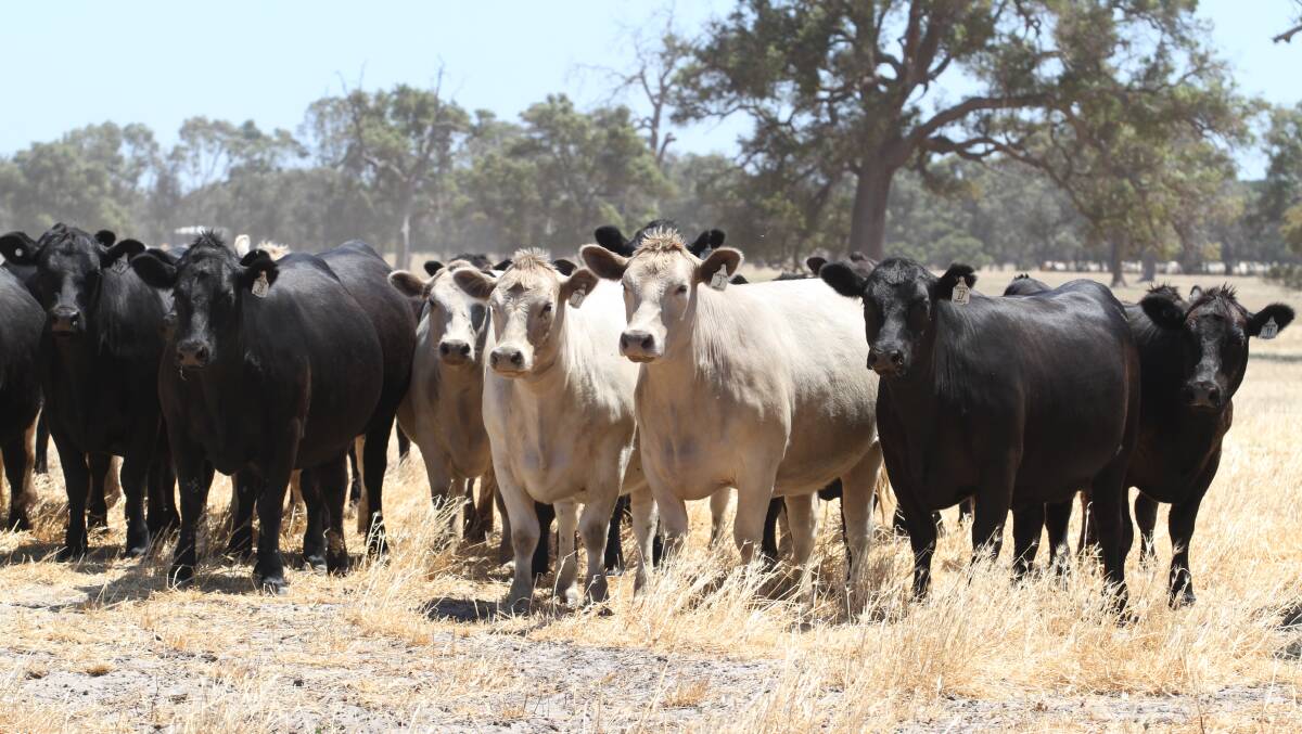 The McLarty family, Caris Park Grazing, Pinjarra, has nominated 40 Angus and 25 Murray Grey rising two-year-old heifers PTIC to Gandy, Trafalgar and Blackrock Angus bulls and due to calve from February 12 to April 15.