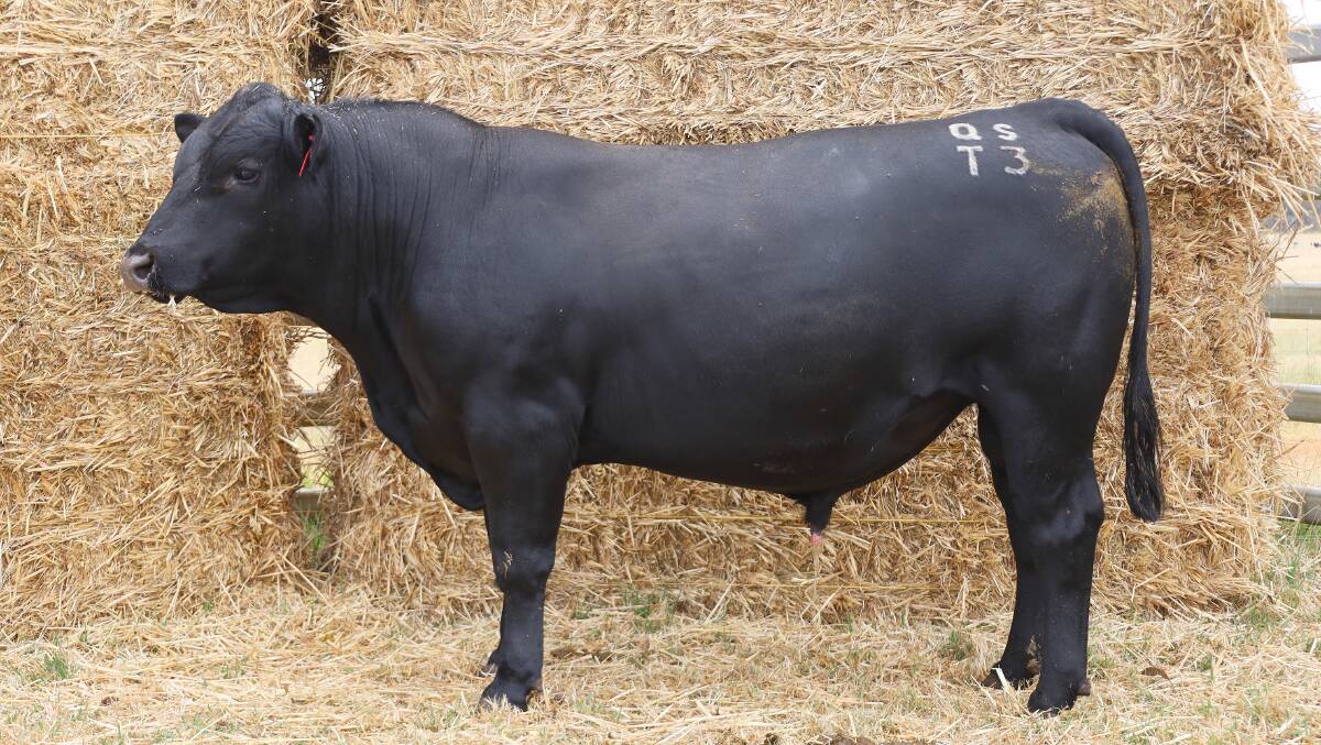 The second top-priced bull, Quanden Springs Tyrell T3, which was bought by Jo and Andrew Nairn, Weiry Acres, Albany.