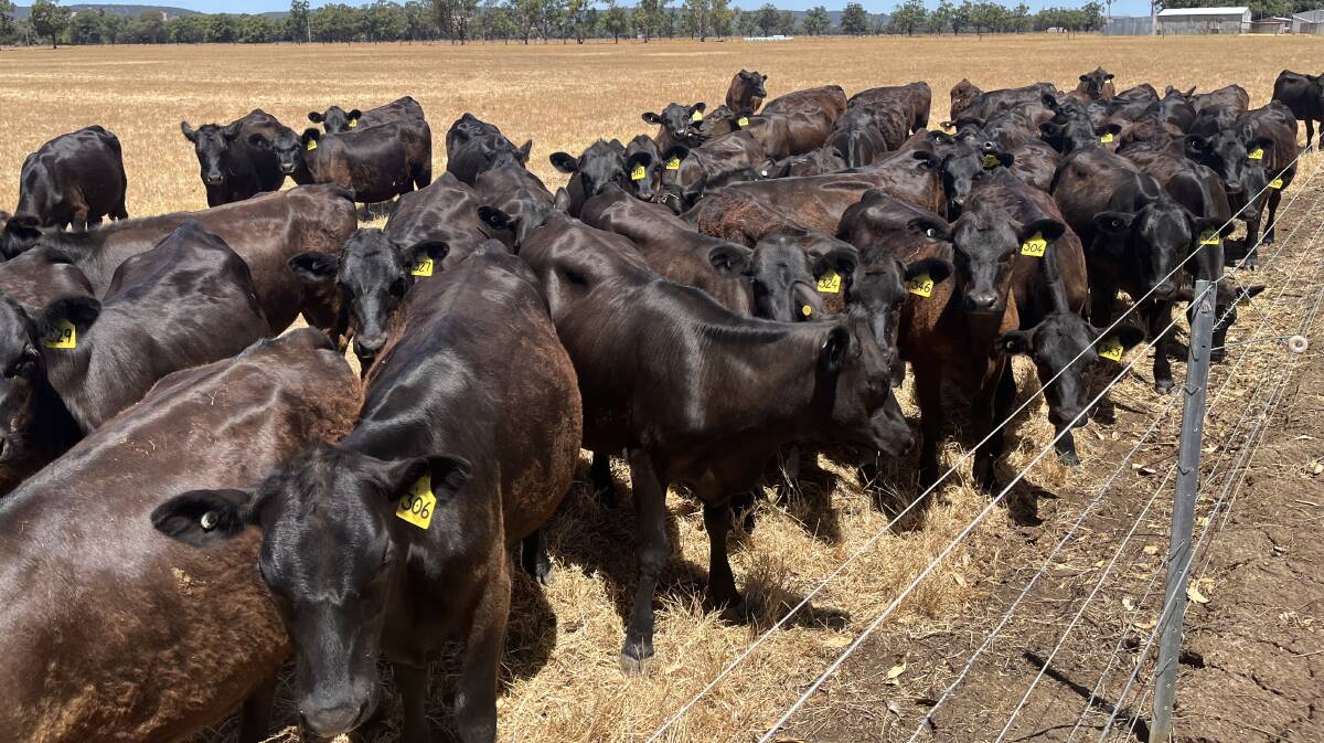 The largest vendor of first-cross heifers at the Elders first cross unjoined heifer and store cattle sale at Boyanup on Friday, January 19, will be L & V Fitzpatrick, Waroona, who has nominated 70 Angus-Friesian heifers aged 9-10 months old.