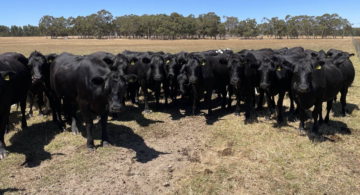 The Duggan family, P & T Duggan, Cowaramup, will offer 30 owner-bred Angus-Friesian heifers aged 16-20 months.