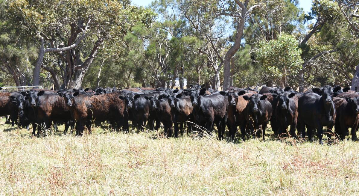 The Gatti family, L & C Gatti, Redmond, will feature in the line-up with 100 steers based on Coonamble and Tullibardine bloodlines.