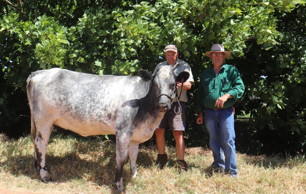 This Shorthorn-Friesian heifer, Celmentine 15, will be offered first in the sale and all its sale proceeds will be donated to the Black Dog Ride. With the heifer are the heifers preparer Peter Milton (left) and Nutrien Livestock South West manager Mark McKay. The heifer was donated by the Daubney family, Bannister Downs Dairy, Northcliffe. It is PTIC to Limousin sire Maryvale Strong AMSPS 181.