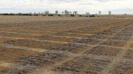 The National Pulse Agronomy Trial sown on May 9.