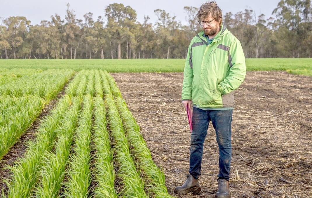 Stirlings to Coast Farmers (SCF) Daniel Fay examines a trial plot in a high rainfall zone. SCF has received $103,852 for a two-year project.